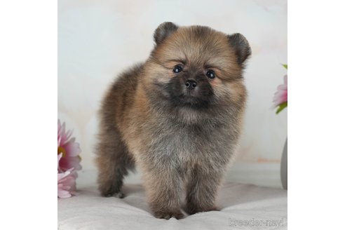 成約済の千葉県のポメラニアン-315284の4枚目