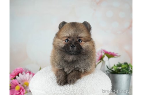 成約済の千葉県のポメラニアン-315284の5枚目