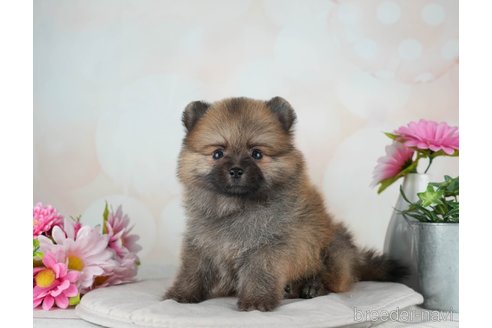 成約済の千葉県のポメラニアン-315284の2枚目