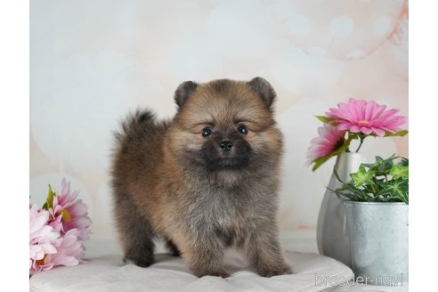 成約済の千葉県のポメラニアン-315284の3枚目