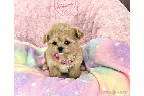 成約済の沖縄県のミックス犬-315294の3枚目