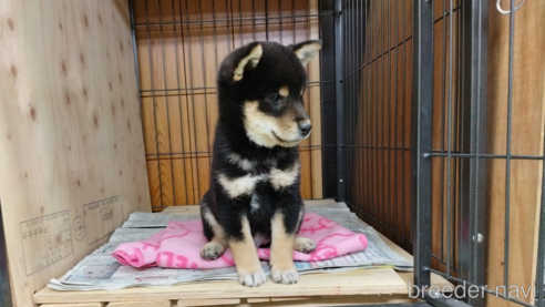 成約済の岡山県の柴犬-314480の1枚目