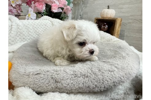 成約済の京都府のマルチーズ-315313の3枚目
