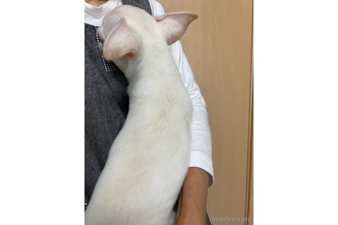 成約済の千葉県のチワワ(スムースコート)-297354の15枚目