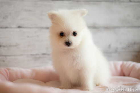 成約済の北海道のミックス犬-310826の5枚目