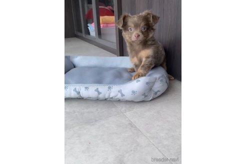 成約済の福岡県のチワワ(ロングコート)-308723の7枚目