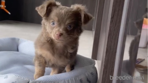 成約済の福岡県のチワワ(ロングコート)-308723の6枚目