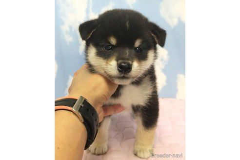 成約済の静岡県の柴犬-309413の1枚目
