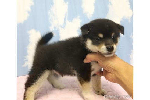 成約済の静岡県の柴犬-309413の2枚目
