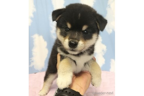 成約済の静岡県の柴犬-309413の3枚目