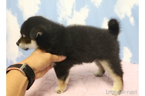 成約済の静岡県の柴犬-309413の4枚目
