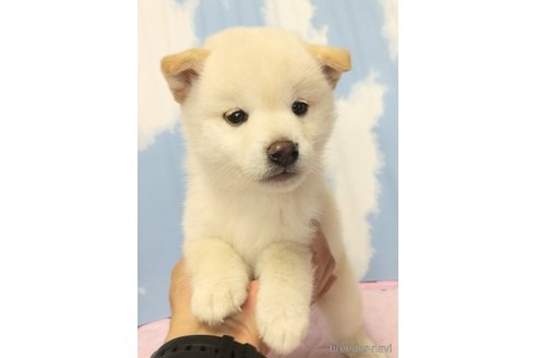 成約済の静岡県の柴犬-315342の1枚目