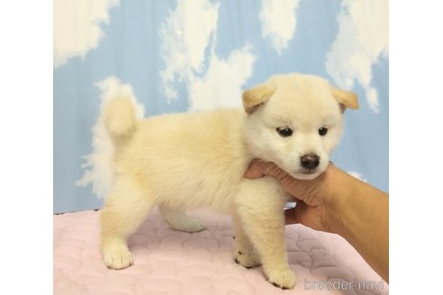 成約済の静岡県の柴犬-315342の3枚目