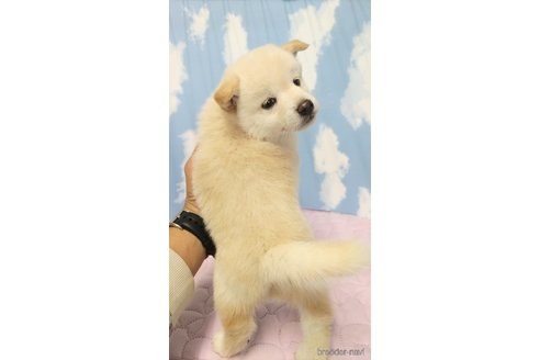 成約済の静岡県の柴犬-315342の5枚目