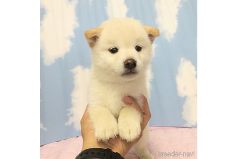成約済の静岡県の柴犬-315342の2枚目
