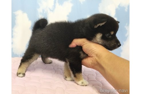 成約済の静岡県の柴犬-315343の5枚目