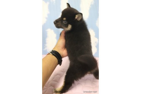 成約済の静岡県の柴犬-315343の3枚目