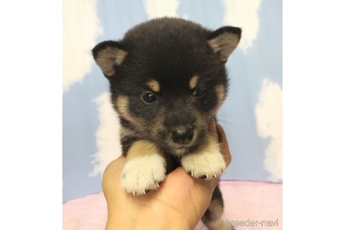 成約済の静岡県の柴犬-315343の4枚目