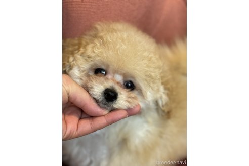 成約済の香川県のティーカッププードル-313347の3枚目