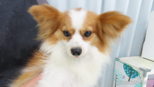ニルギリくん1枚目
