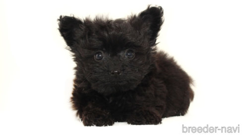 成約済の熊本県のポメプー:ポメラニアン×トイプードル-315350の1枚目