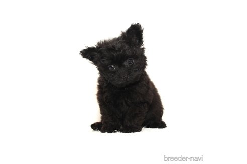 成約済の熊本県のポメプー:ポメラニアン×トイプードル-315350の3枚目