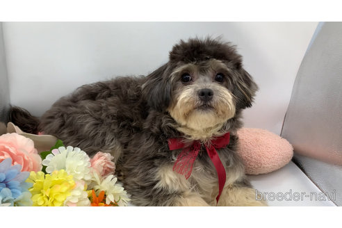 成約済の東京都のミックス犬-273356の19枚目