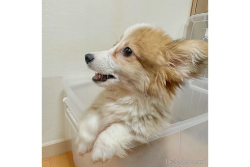 成約済の愛知県のウェルシュコーギーペンブローク-295986の3枚目