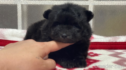 成約済の岡山県のポメプー:ポメラニアン×トイプードル-314112の4枚目