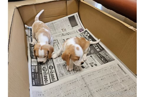 成約済の愛知県のビーグル-315382の4枚目
