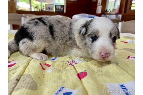成約済の長野県のボーダーコリー-315388の10枚目
