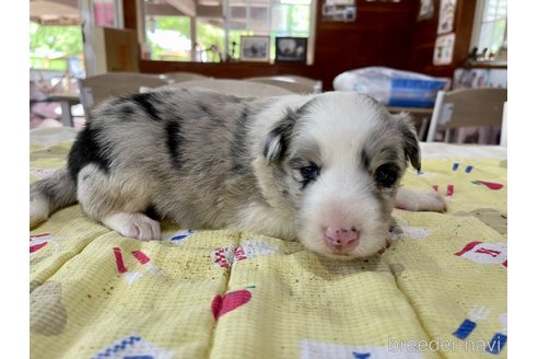 成約済の長野県のボーダーコリー-315388の1枚目