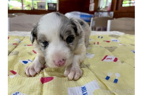 成約済の長野県のボーダーコリー-315388の5枚目