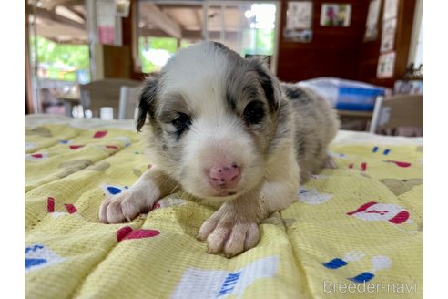 成約済の長野県のボーダーコリー-315388の7枚目