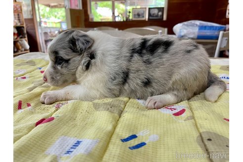 成約済の長野県のボーダーコリー-315388の8枚目