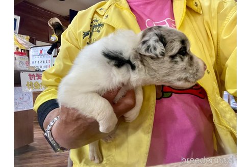 成約済の長野県のボーダーコリー-315388の2枚目