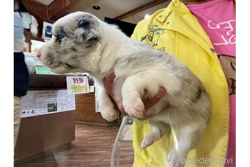 成約済の長野県のボーダーコリー-315388の3枚目