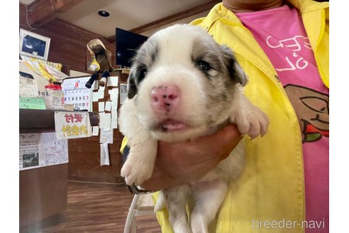 成約済の長野県のボーダーコリー-315388の4枚目