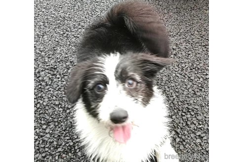 成約済の群馬県のミックス犬-315405の1枚目