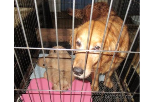 成約済の長崎県のゴールデンレトリーバー-287205の2枚目