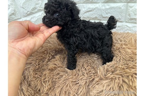 成約済の千葉県のティーカッププードル-315428の2枚目