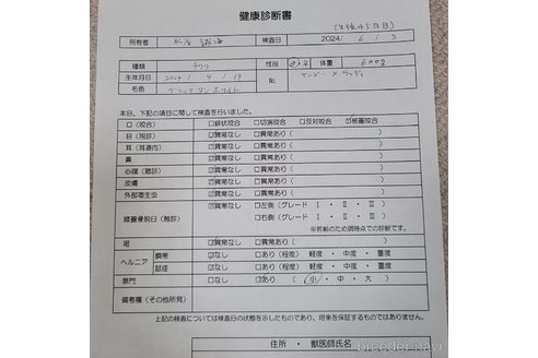 成約済の愛知県のチワワ(ロングコート)-312585の10枚目