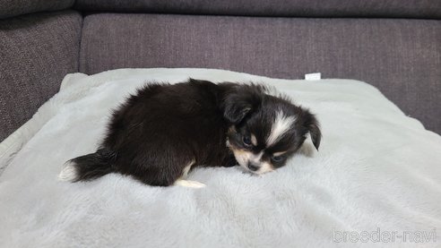 成約済の愛知県のチワワ(ロングコート)-312585の8枚目