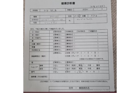 成約済の愛知県のチワワ(スムースコート)-312584の5枚目
