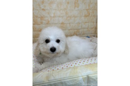 成約済の岐阜県のビションフリーゼ-315452の3枚目