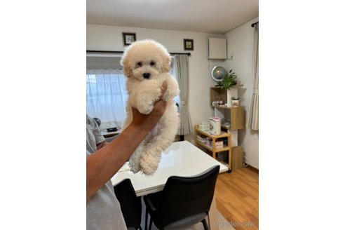 成約済の埼玉県のタイニープードル-306116の2枚目