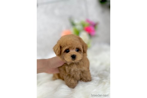 成約済の岡山県のミックス犬-315478の2枚目