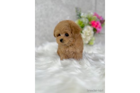 成約済の岡山県のミックス犬-315478の3枚目