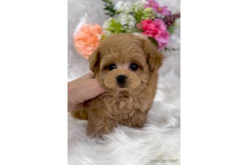成約済の岡山県のミックス犬-315478の4枚目