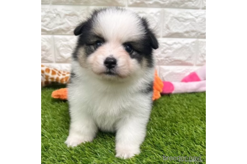 成約済の愛知県のミックス犬-314481の1枚目